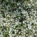 Deutzia monbeigii  P1D